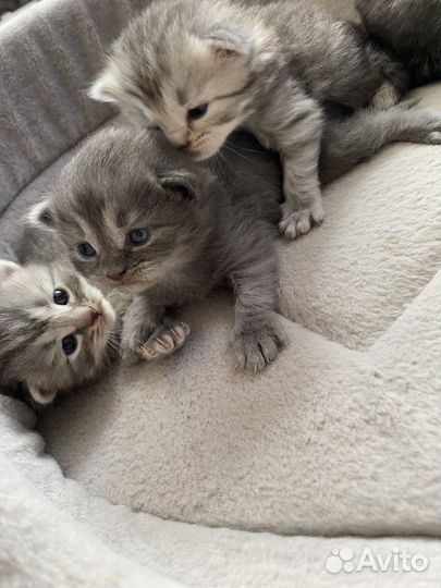 Британские котята