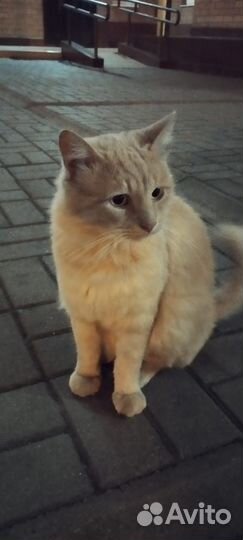 Персиковый Кот в добрые руки