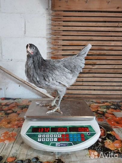 Куры молодки несушки доминант