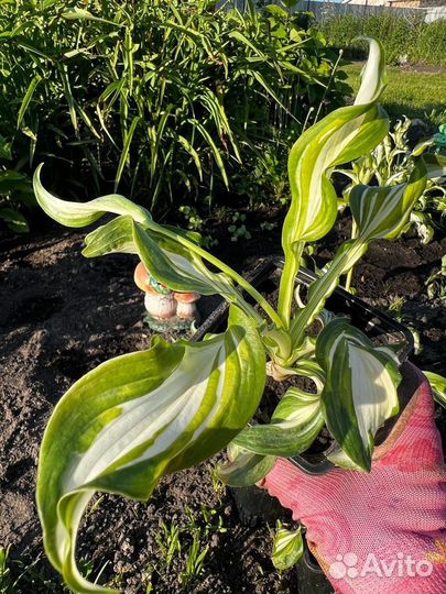 Хоста медиовариегата