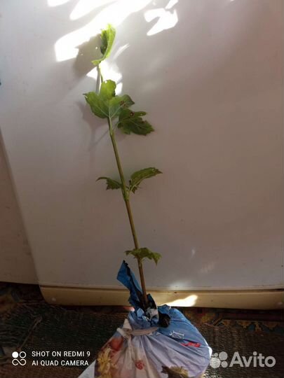 Саженцы kalina Бульденеж