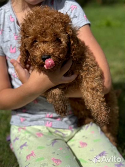 Той-пудель девочка