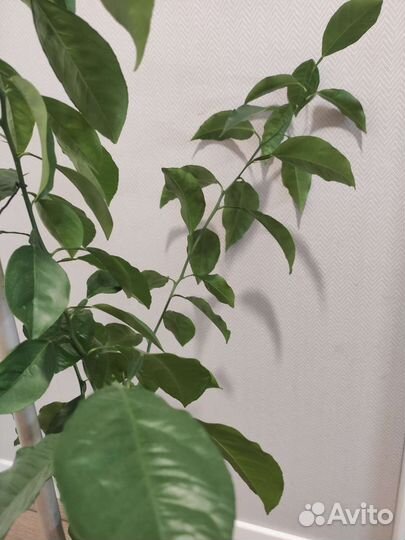 Мандариновое дерево