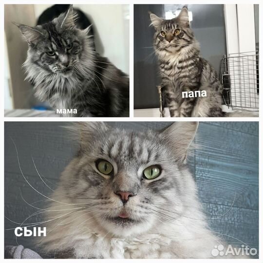 Котята мейн-кун
