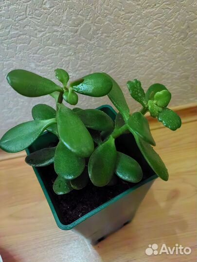 Крассула толстянка, (денежная дерево), 20см