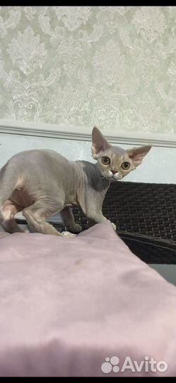 Лиловая девочка Девон Рекс