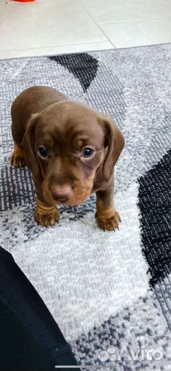 Такса щенки