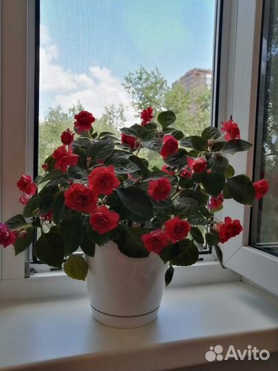 Бальзамин (махровый), кактус, каланхоэ