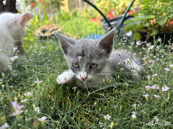 Котята в добрые руки бесплатно
