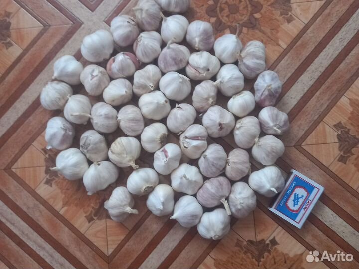 Чеснок на посадку