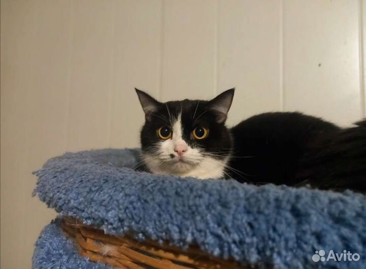 Котенок кошечка черно-белая в добрые руки в дар