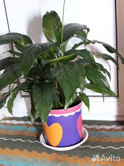 Комнатные цветы