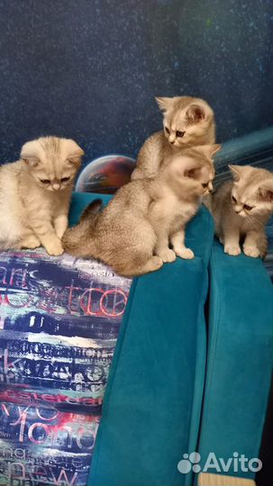 Британская серебристая шиншилла котята