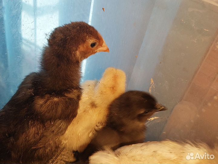 Цыплята