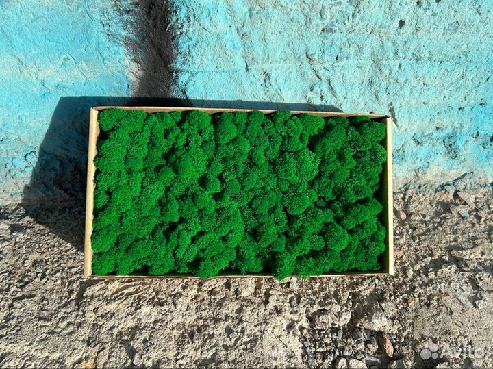 Стабилизированный мох