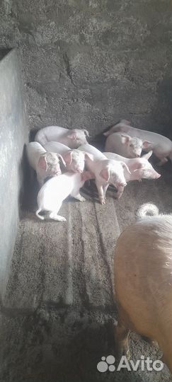 Поросята