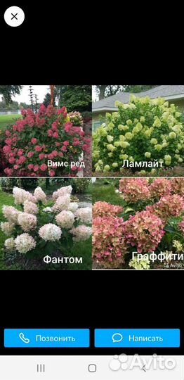 Растения для сада