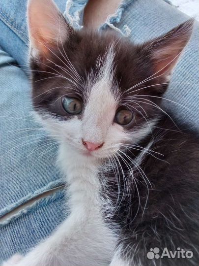 Кошка- мышеловка в добрые руки