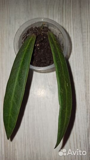 Хойя продажа