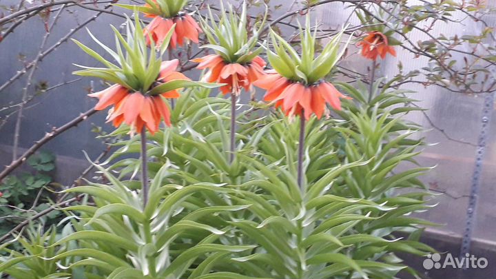 Растения для вашего сада