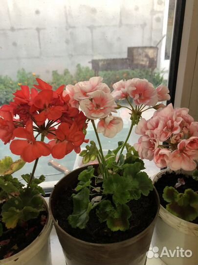 Пеларгония герань