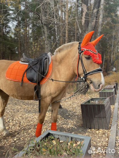 Наборы для лошади