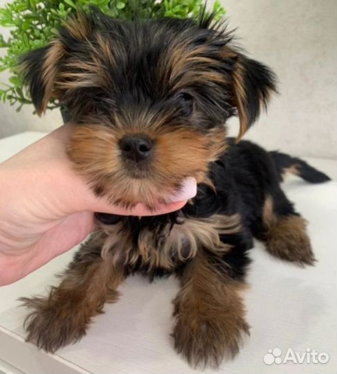 Девочки мини и стандарт