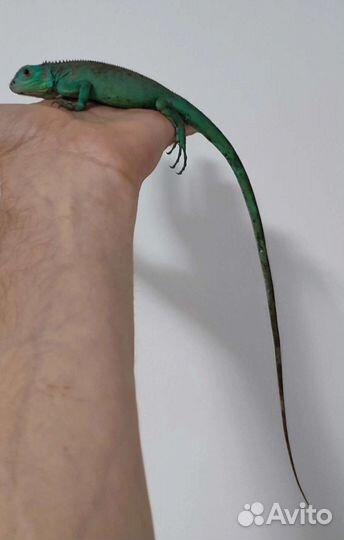 Домашняя ящерица