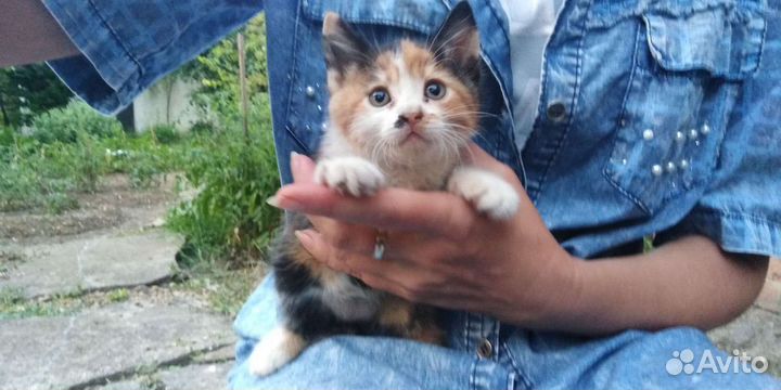 Две сестрички-близняшки трехцветки на счастье