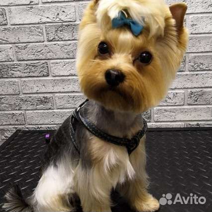 Йоркширский терьер на вязку