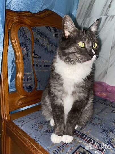 Кошки и коты в добрые руки