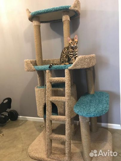 Игровой комплекс-когтеточка «Палата Лордов»