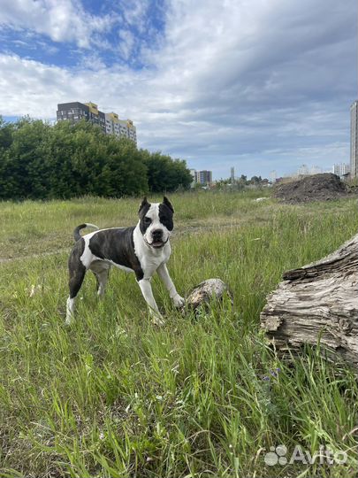 Вязка Американский стаффордширский терьер