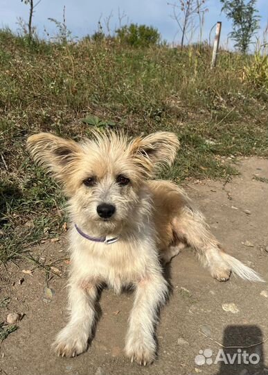 Маленькая собака мальчик