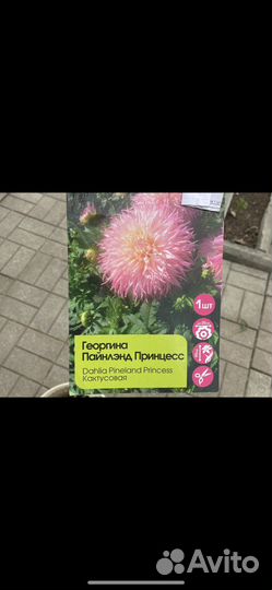 Георгины