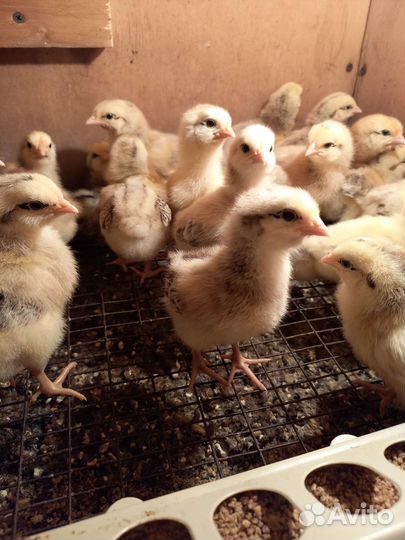 Цыплята бройлеры