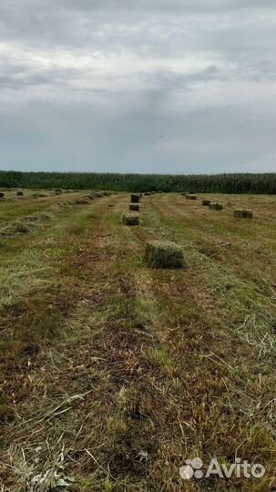 Солома, сено