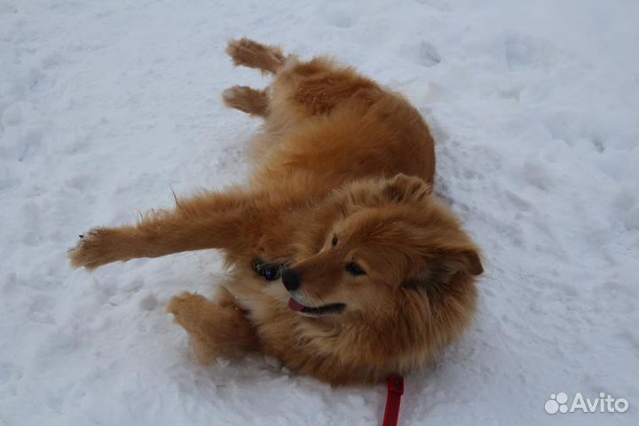 Заберите Атоса из приюта