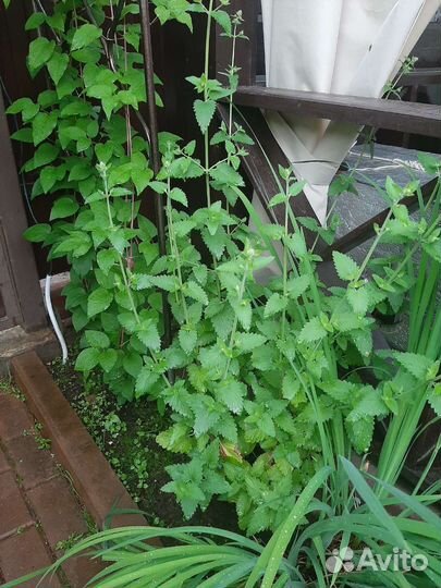 Пряные травы