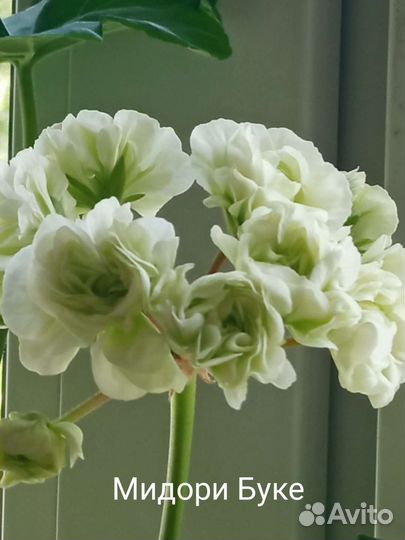 Пеларгонии сортовые Австралийская роза, Розалинда