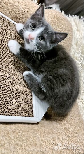 Малек-матылек