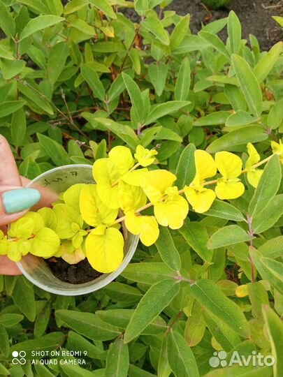 Мускари, Ирис, каменная роза