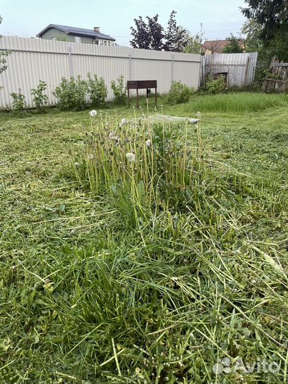 Свежескошенная Трава для Животных