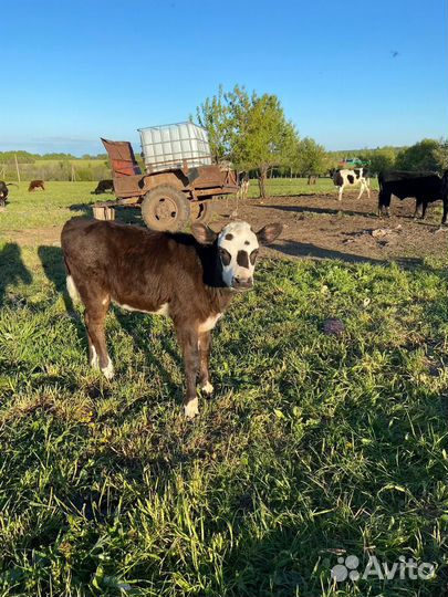 Телята, телка