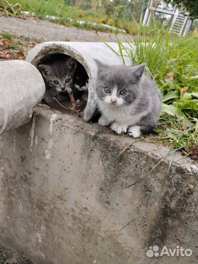 Бездомные котята