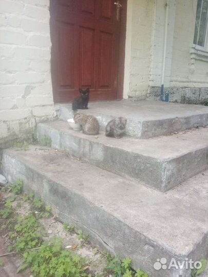 Отдам котят