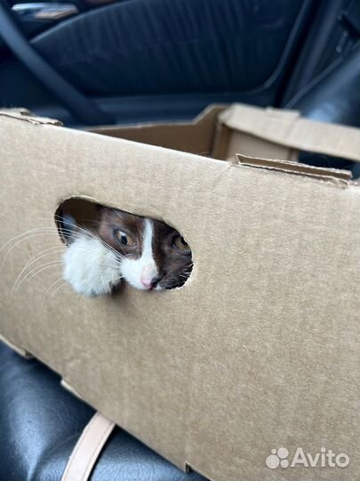 Маленький котик