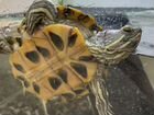 Черепаха Красноухая + аквариум отдам объявление продам