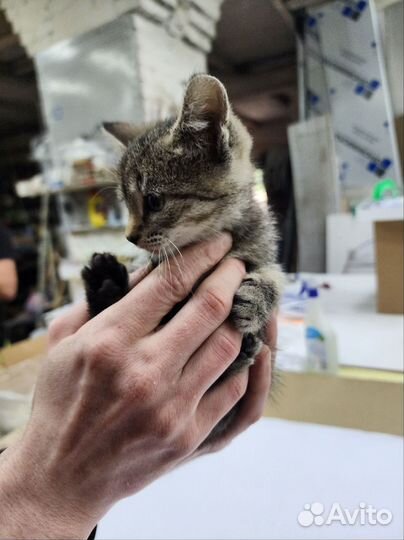 Кошечка - нежный и ласковый ребенок ищет семью