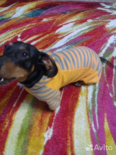 Одежда для собак